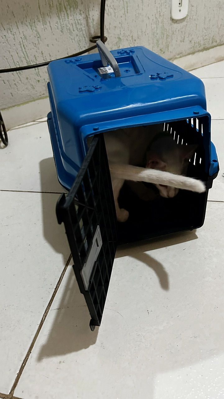Caixa de Transporte