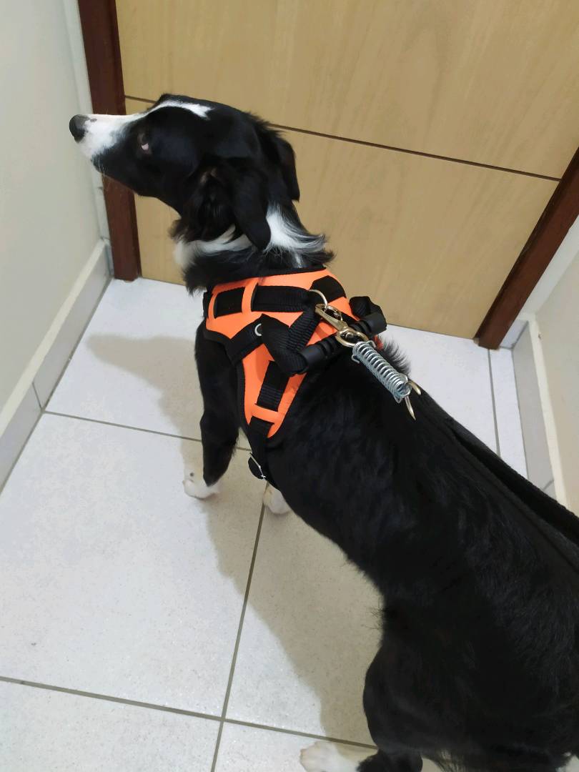 Coleira Peitoral para Cães em Couro Sintético